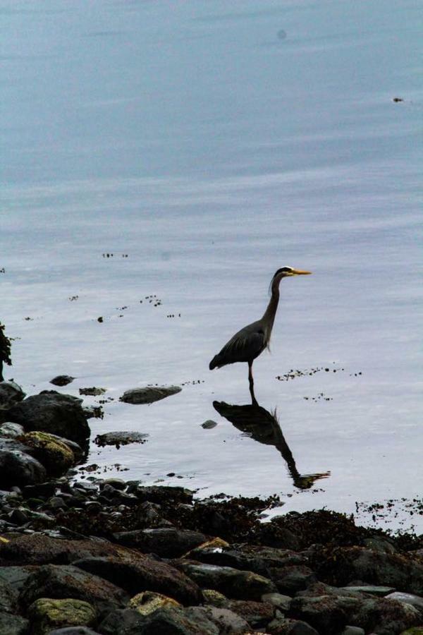 Gowlland Harbour Resort Heriot Bay エクステリア 写真